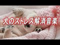 犬も音楽でリラックス｜犬が寝るように設計されているBGM【ストレス解消あり】