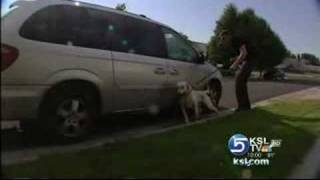 Utah Drug Dog KSL 5 Top Story