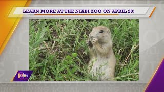 The Importance of Prairie Dogs | Niabi Zoo