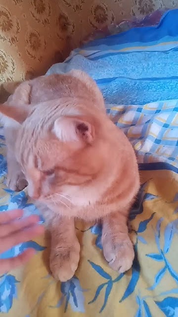 Постельный клоп - YouTube