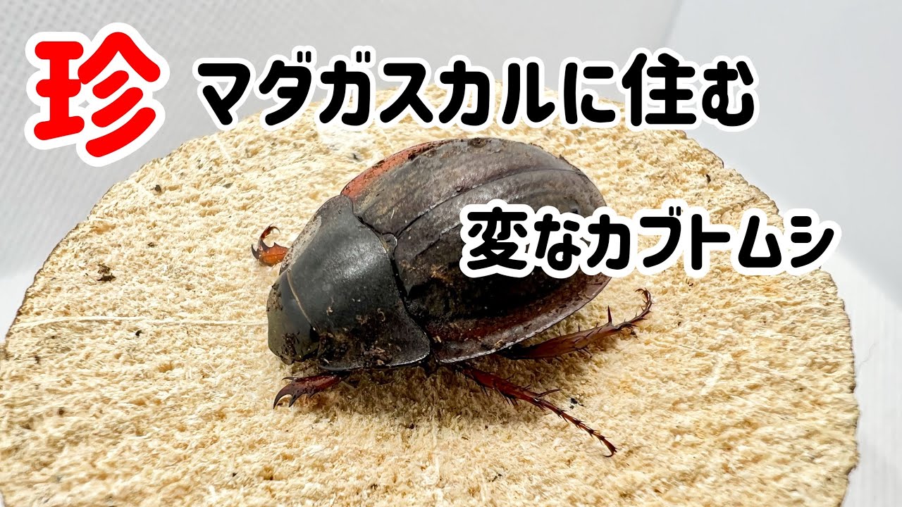リベンジ】ウスチャヘクソドンが動き出したので産卵セットを組み リベンジ】ウスチャヘクソドンが動き出したので産卵セットを組み