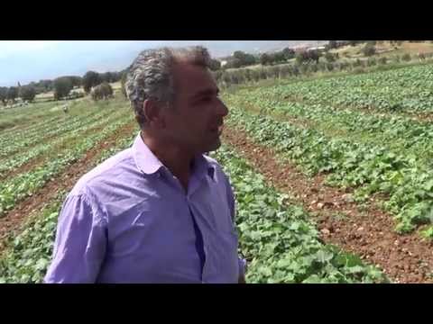 Video: Salatalık Bitkisi Bilgisi - Meksika Ekşili Kornişonlu Salatalık Yetiştirmek İçin İpuçları