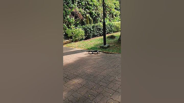 There's a Monitor Lizard Crawling Around Punggol Park Singapore 🇸🇬 #youtube #shorts  #park