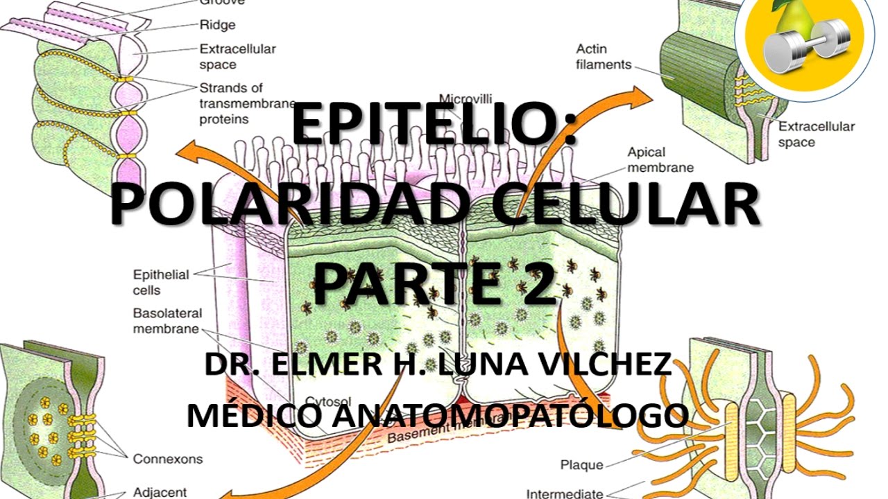 aprende de salud como unicoos EPITELIO Polaridad celular Parte 2 / Dr. Elmer Luna Vilchez