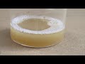 How to extract DNA from fruit
