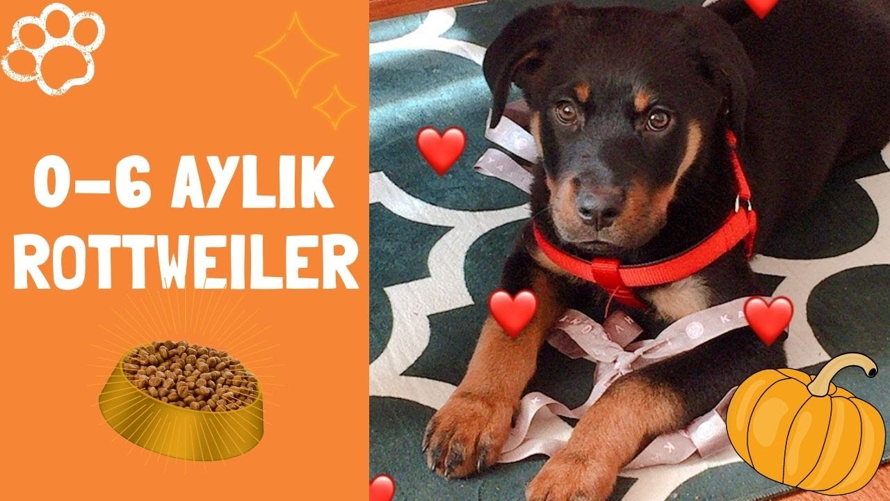 Bir Rottweiler'ın Büyüme Hikayesi | 0-6 ay