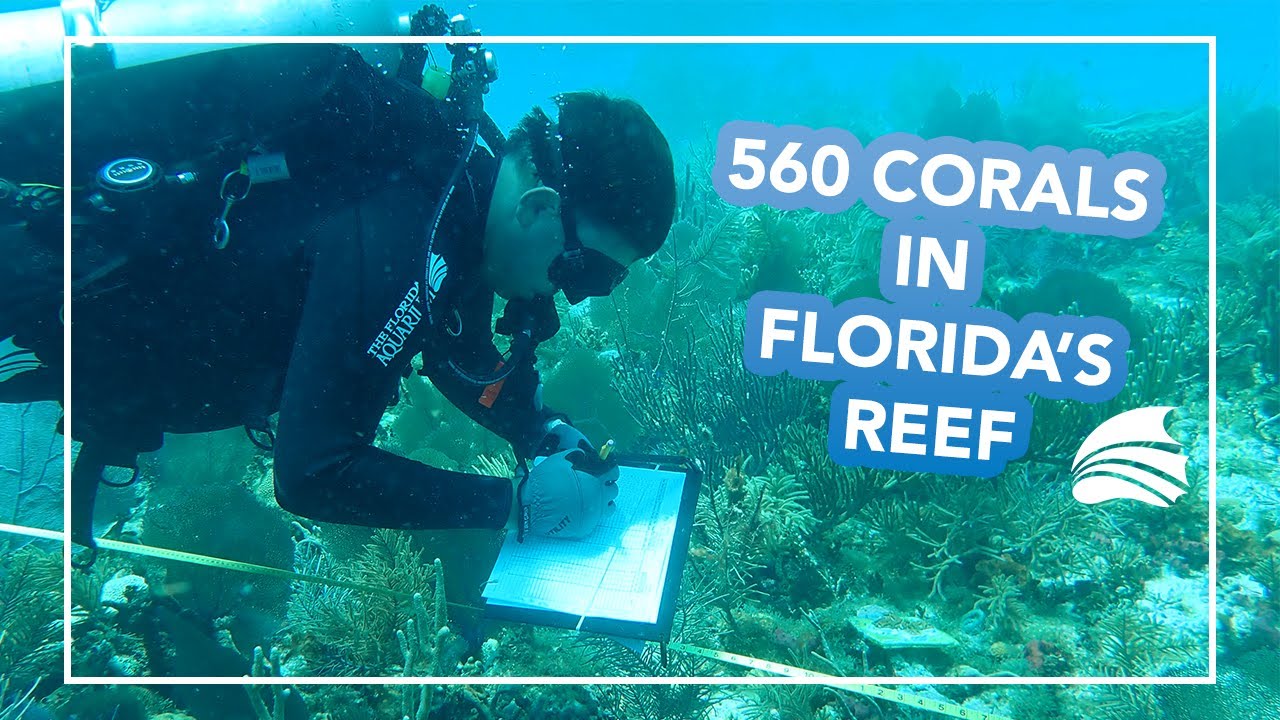 Corals Raised at The Florida Aquarium are Outplanted to Help Save