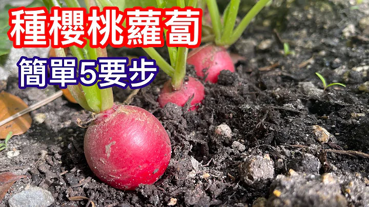 （58）如何種植櫻桃蘿蔔避免失敗！分享種植失敗到成功的經驗！總結5個要素，包你一看就會種！ - 天天要聞