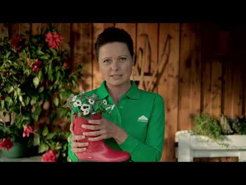 gartengeheimnisse:-diy-kreative-pflanzengefäße