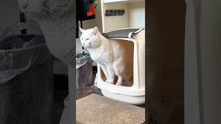 Funny Cats 😹 Episode 37 #Shorts