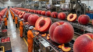 Celebrity Inside a Modern Peach Processing Plant: From Farm to 1 Million Canned Peaches (The whole process) Net Worth