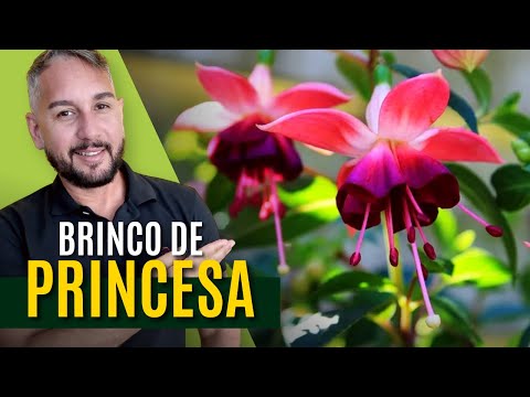 Vídeo: Fúcsia de inverno: como plantar fúcsia de inverno em sua casa