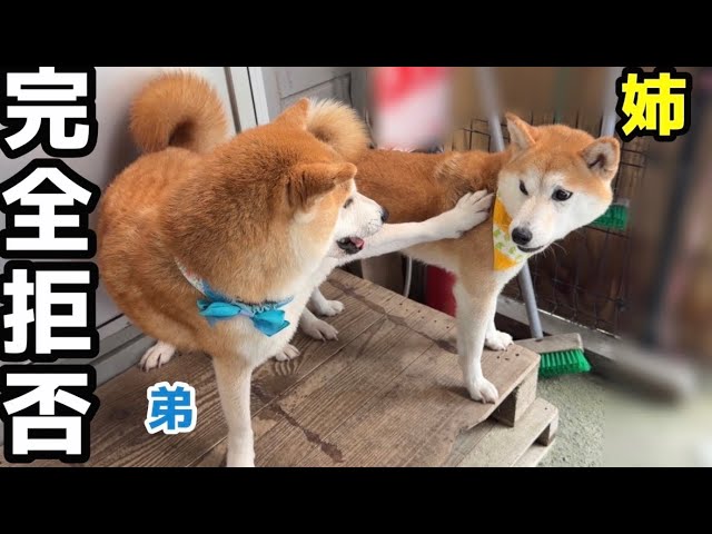 仲良し柴犬♡フライパン 弟柴犬をおもちゃのように扱った姉柴犬がこうなりました - YouTube