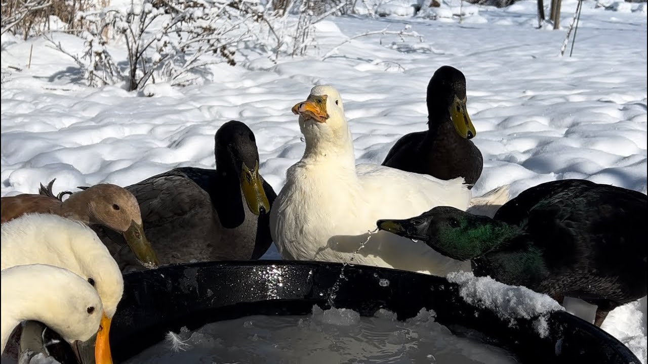 farm sounds. ducks in a bucket - wintertime. 
