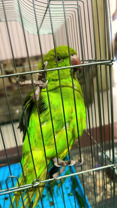 iPhone calling parrot #ringtone #cat #ringtones #funny #cute #shortfeed #iphone #viralvideo #popular