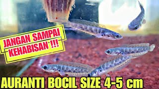 AURANTI BOCIL SIZE 45 cm, JANGAN SAMPAI KEHABISAN !!! UPDATE HARGA IKAN CHANNA DI PASAR PARUNG