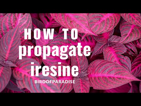 How to Grow Iresine Blazin’ Rose (Bloodleaf)|(WITHOUT ROOTING HORMONE) Shade Plants |BirdofParadise