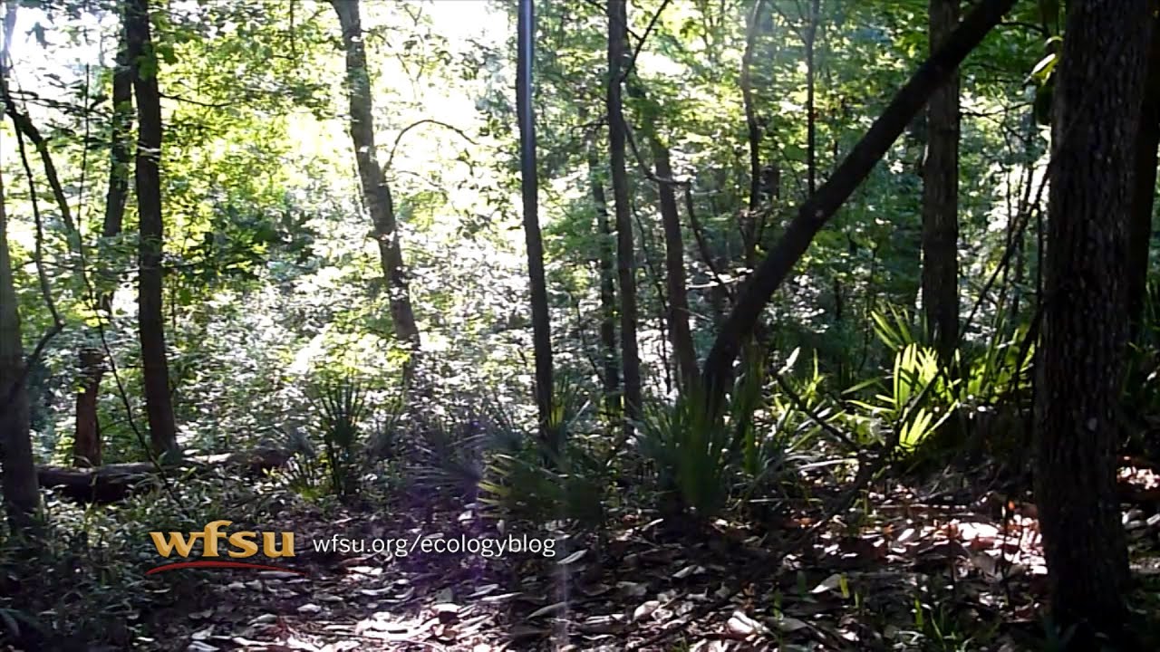 Max Bounces at Torreya State Park - YouTube