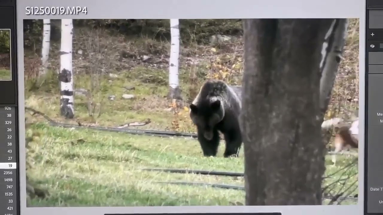 Dog chasing Grizzly bear