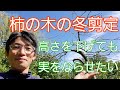 【カキの剪定】高さを下げても、実をならせたい☺️✨