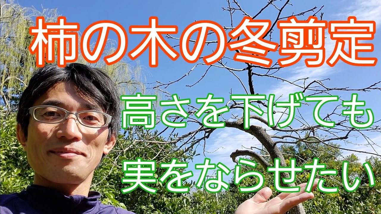 【カキの剪定】高さを下げても、実をならせたい☺️✨