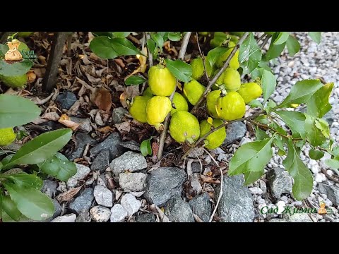 Самый легкий способ размножения хеномелеса, айвы японской.