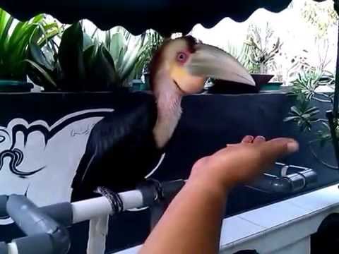 Profesor Namanya Si Rangkok Julang Emas Youtube