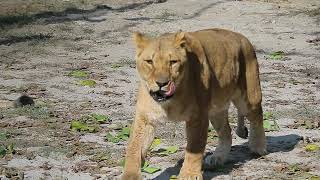 Zoo Animals Nature Lion screenshot 3