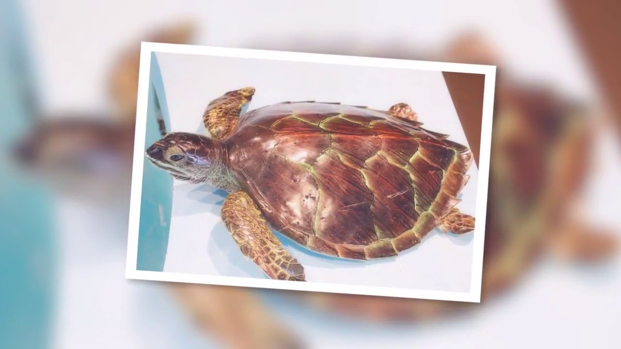 Ocean World Aquarium and Crescent City California YouTube