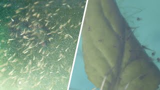 First feeding of Koi fry! | Breeding project part 6
