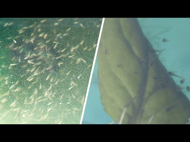 First feeding of Koi fry! | Breeding project part 6 class=