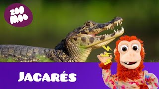 que barulho é esse (jacarés)