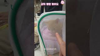 #감자병원왔어요목덜미#고양이#길냥이구조#길고양이#cat#길냥이#고양이일상#반려묘#고양이영상#고양이집사#고양이새끼#고양이훈련#고양이간식#고양이출산#새끼고양이#새끼#baby#애완동물