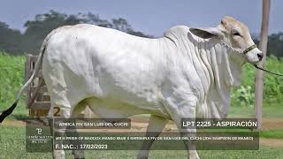 Lote 2