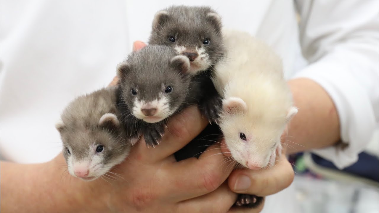 1 month old baby ferret is too cute - YouTube