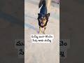మమ్మీ ఇంకా కొంచెం సేపు ఆడు మమ్మీ🐶😔#shorts #shortsfeed #cutedog #dog #funny #viral #trending