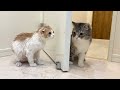 お風呂に入って姿が変わった弟を見た兄猫がまさかのこうなっちゃいました…