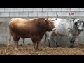 Toros del Carnaval del Toro de Ciudad Rodrigo 2018