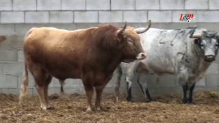 Toros del Carnaval del Toro de Ciudad Rodrigo 2018