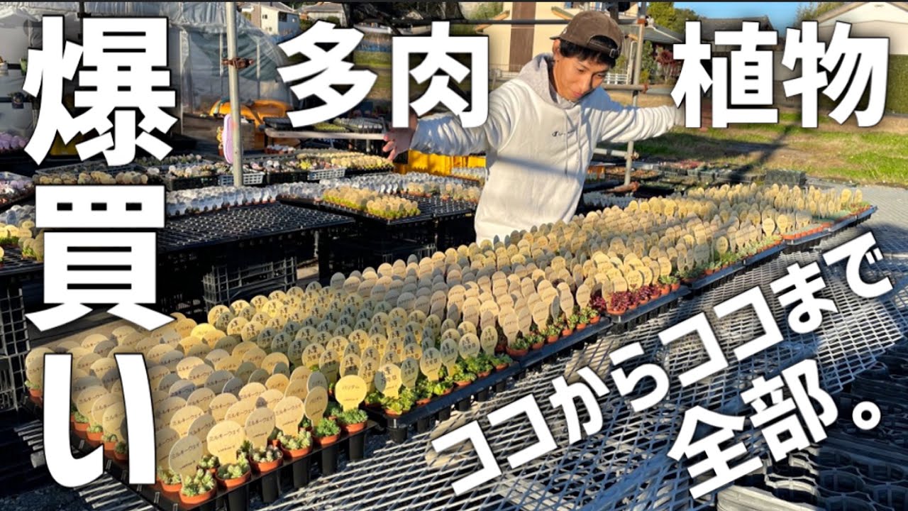 【セダム爆買】いつでも多肉植物で寄せ植えが作りたい!!inいちかわふぁーむ