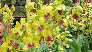 Must-Have Yellow Dendrobium Orchid Promo