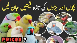 Ringneck parrot chicks & breeder price | Raw parrot price | african grey Price |exotic parrot price
