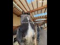 Are my expectations too high? #eq #equestrian #horse #fypシ #fypシ゚viral #fyp #shorts #relatable