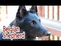 Belgian Sheepdog Breed
