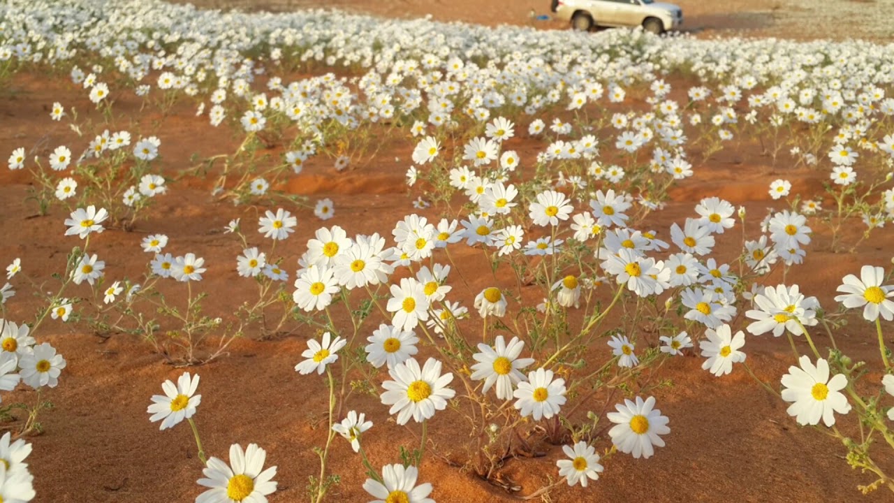 هبوب الصفاري