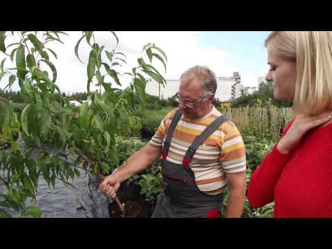 Video: Salsola soda informācija: kā audzēt Agretti augus