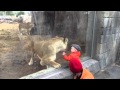 Fearless Kid In The Zoo With Lion Shocking