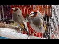 gold finch liveing and singing سهره نر و ماده خیلی باحال خیلیییییییییییییی حوب mp3
