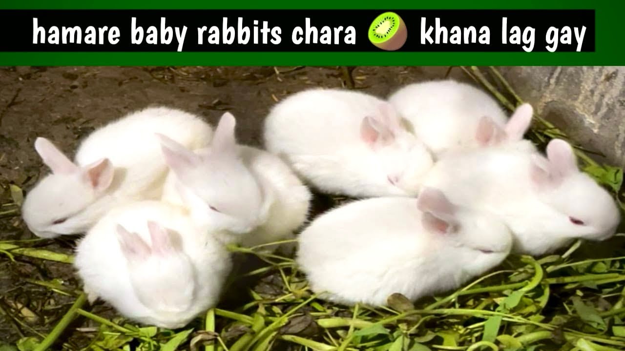 Rabbits ke cute babes bahir aa gay 😱//#viral #mycuterabbit #funnyanimal #bunny #cute#fyp