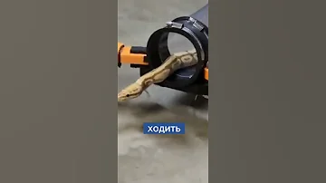 Учёный изобрел ноги для змеи